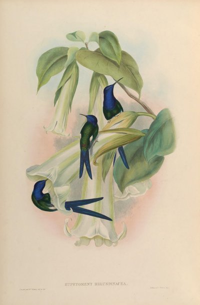 Eupetomena macroura macroura by John Gould